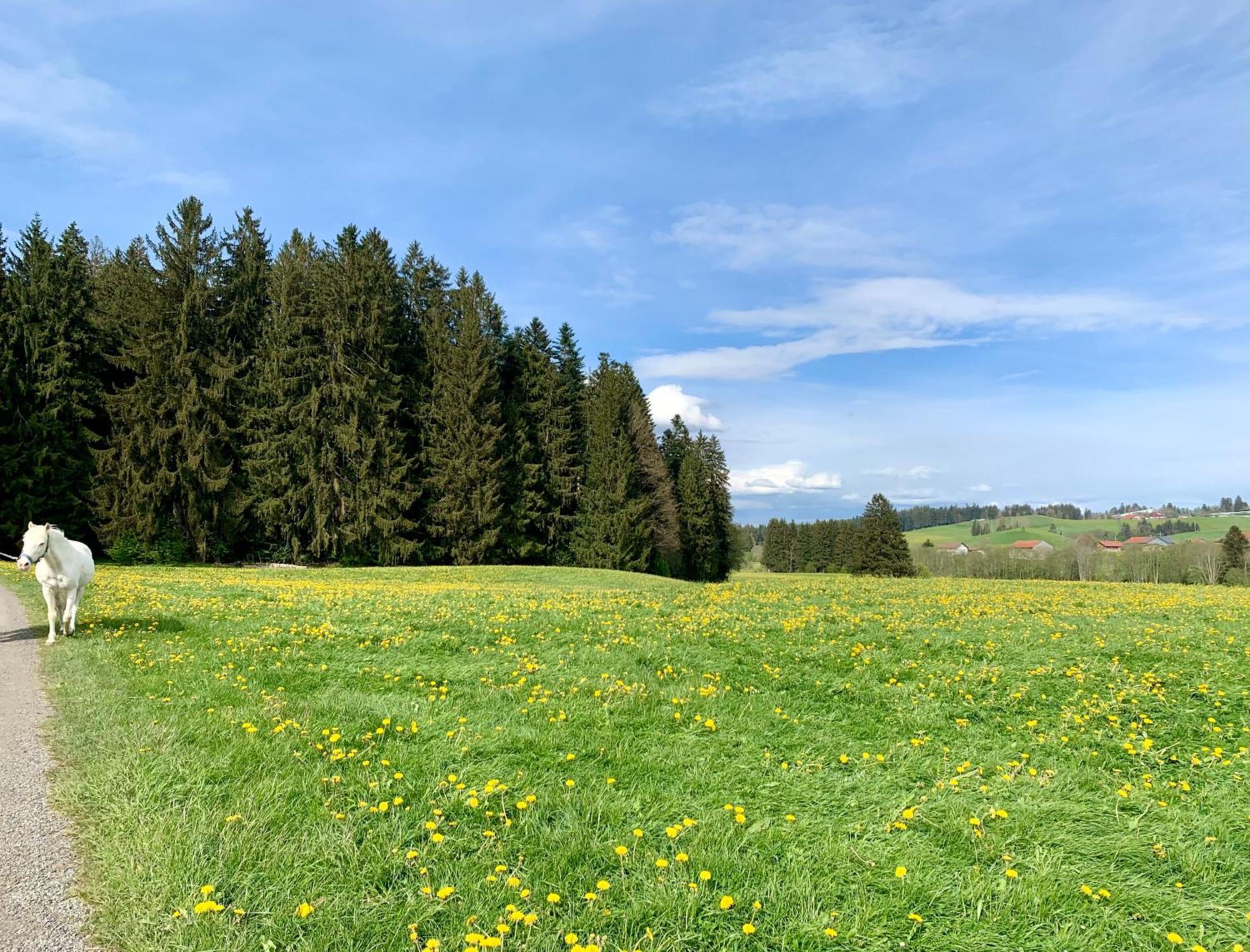 Lindners Hideaways - Bergnest Lodge - Bergblick Fewo 6 Pers Balkon Garten Hund Ski Unterkunft Luftkurort Oberreute Naehe Buchenegger Wasserfaelle Eistobel Bodensee 외부 사진